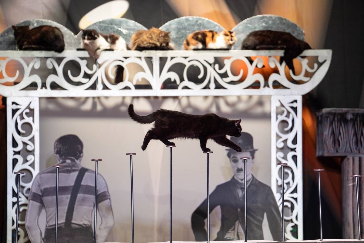    Три фронтовые кошки впервые вышли на сцену Театра Куклачева