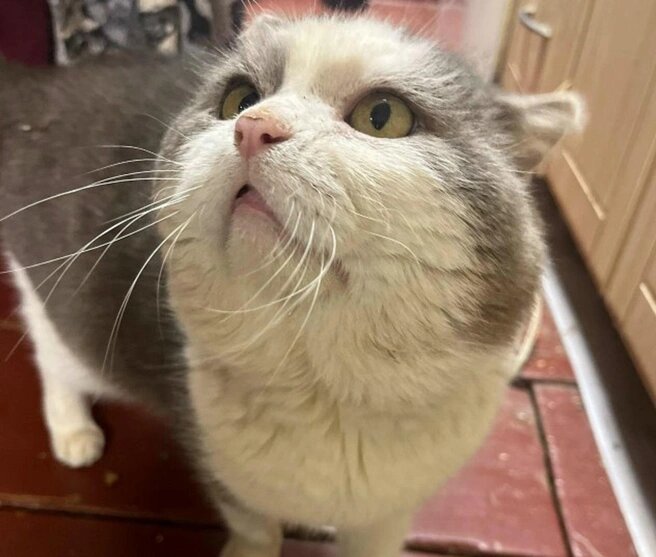   Фото: «Наследие Бастет» / «ВКонтакте»