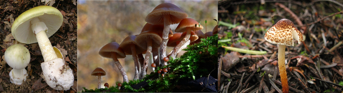 Бледная поганка, галерина окаймленная, лепиота каштановая