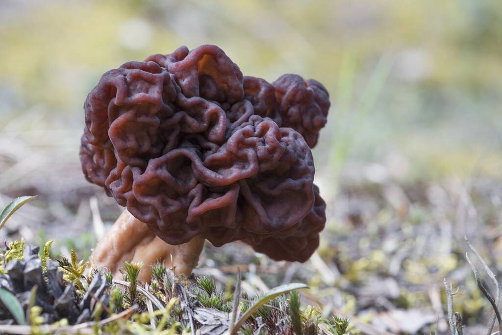 Строчок обыкновенный