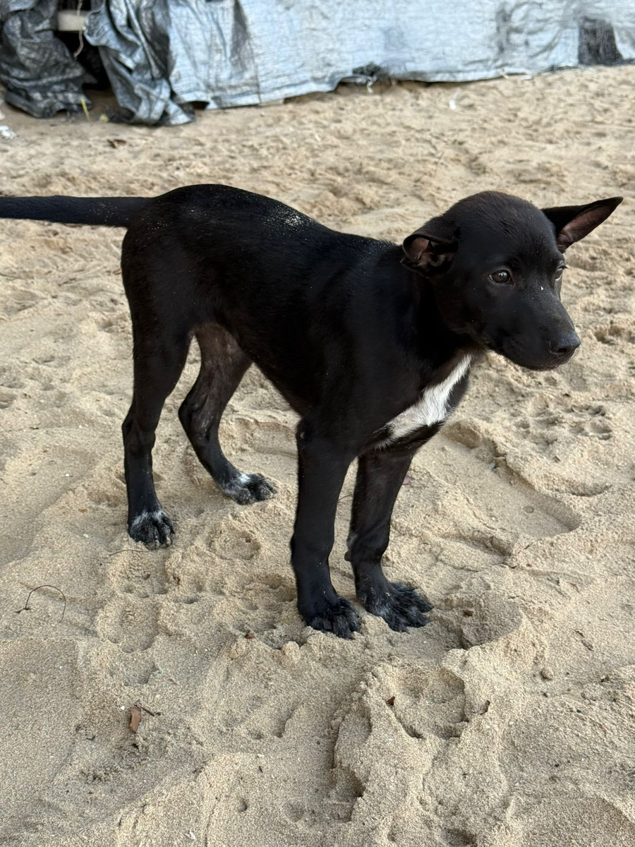 Верная, красивая - вся в мать. 