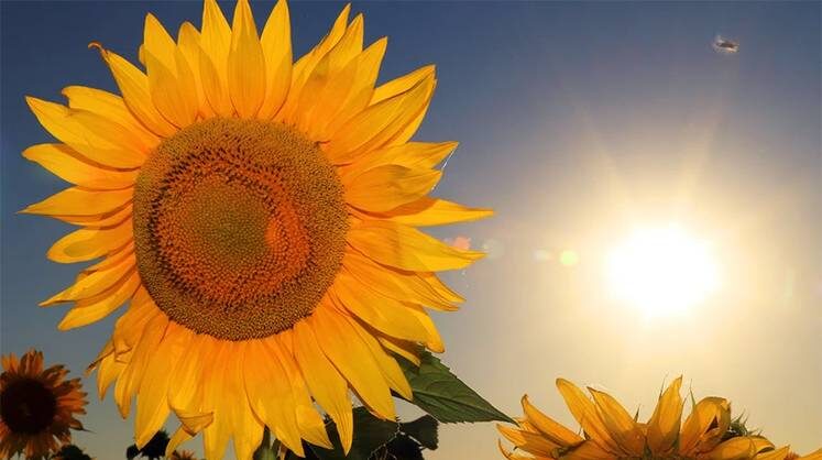    TASS Геотекстиль защитит растения от палящего солнца