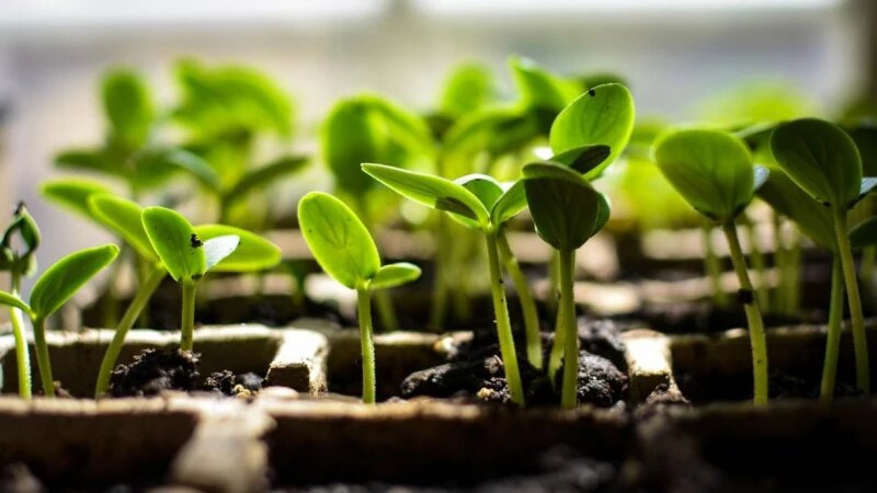     Рассада. Creative Commons.