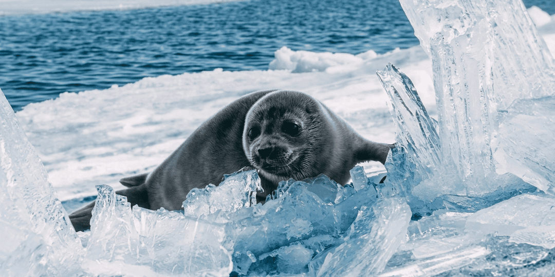 Животные Байкала: фауна озера и побережья, эндемики, нерпа, заповедники