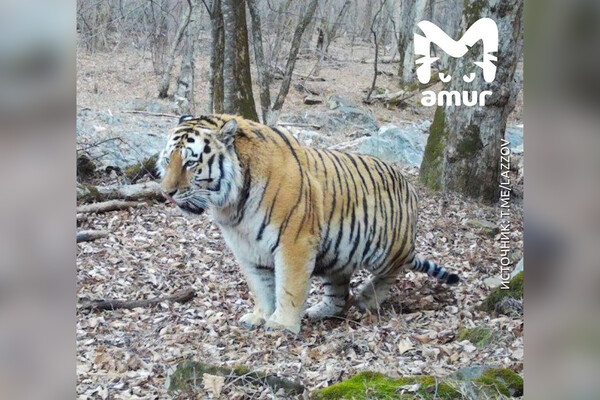 Telegram-канал «Amur Mash»   📷