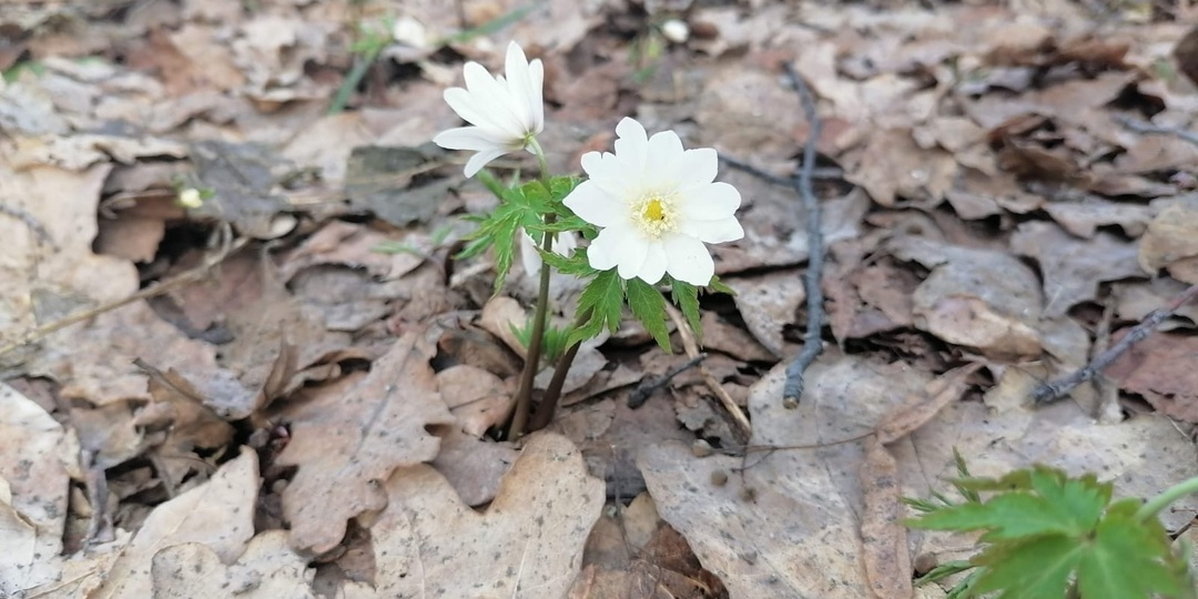 В Башкирии резко потеплеет: синоптики обещают до +15 градусов