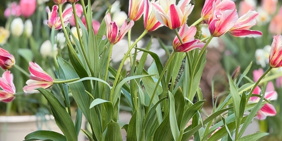 Тюльпаны Грейга.