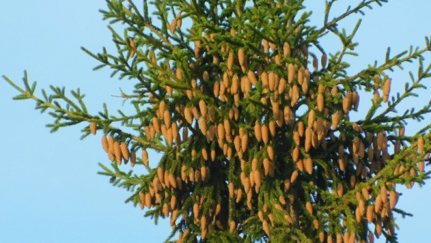    автор фото Вячеслав Вольгин