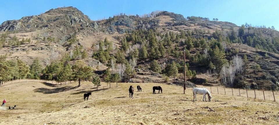    "Штрафстоянка" для скота в Горном Алтае. Источник: vk.com/chemal_live