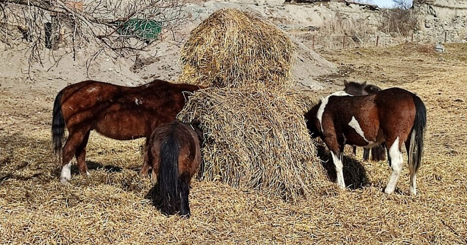    "Штрафстоянка" для скота в Горном Алтае. Источник: vk.com/chemal_live