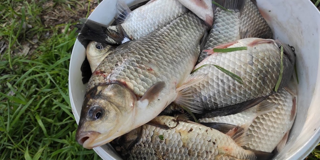 10 секретов ловли карася после схода льда весной.