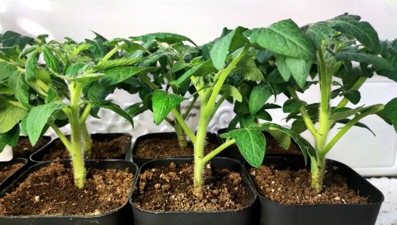 Чем подкормить томатную рассаду, чтобы была крепкой, а стебли - толстенькими?