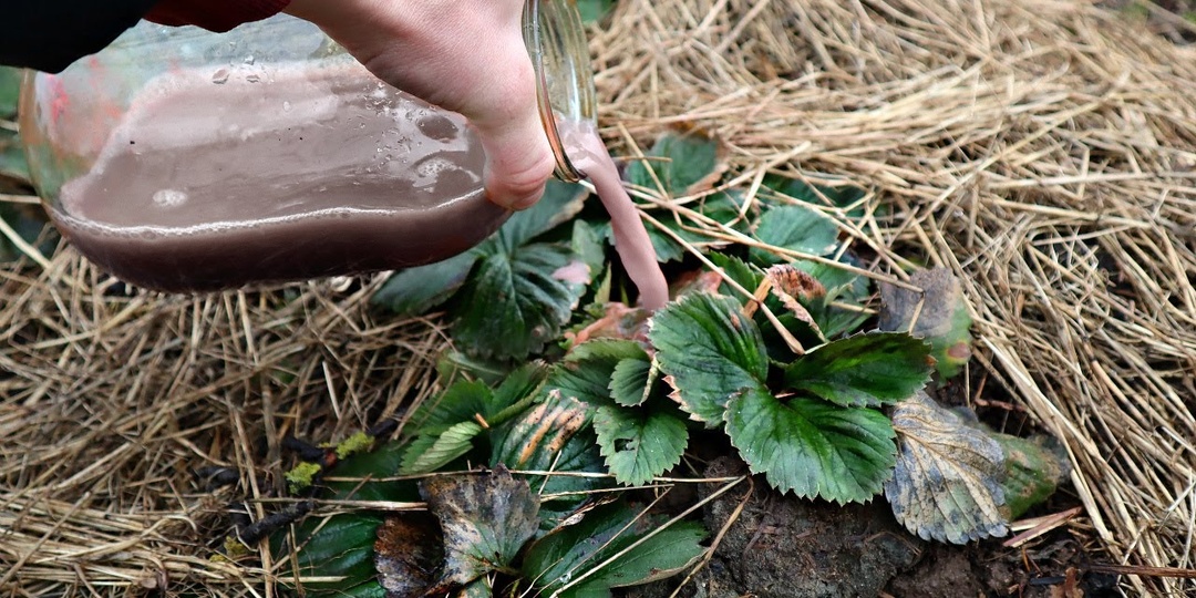Первая подкормка клубники после зимы для большого урожая ягоды!