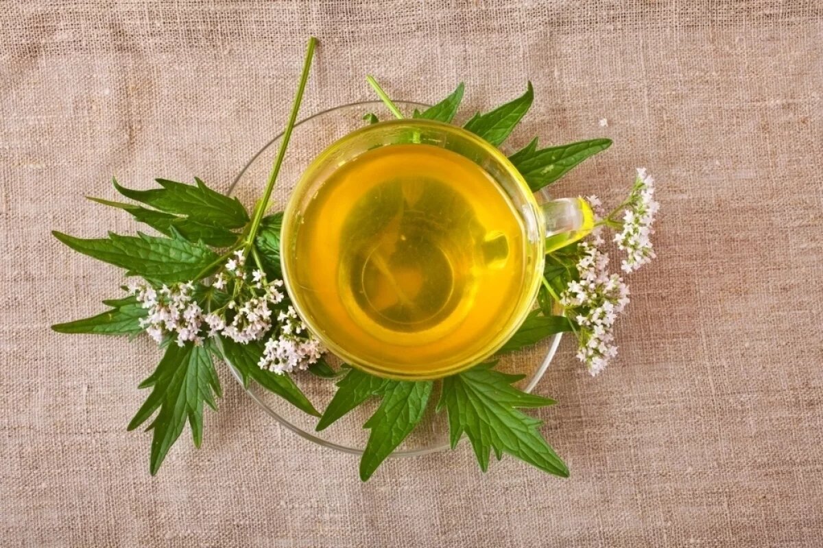    Валериану принято использовать для успокоения.