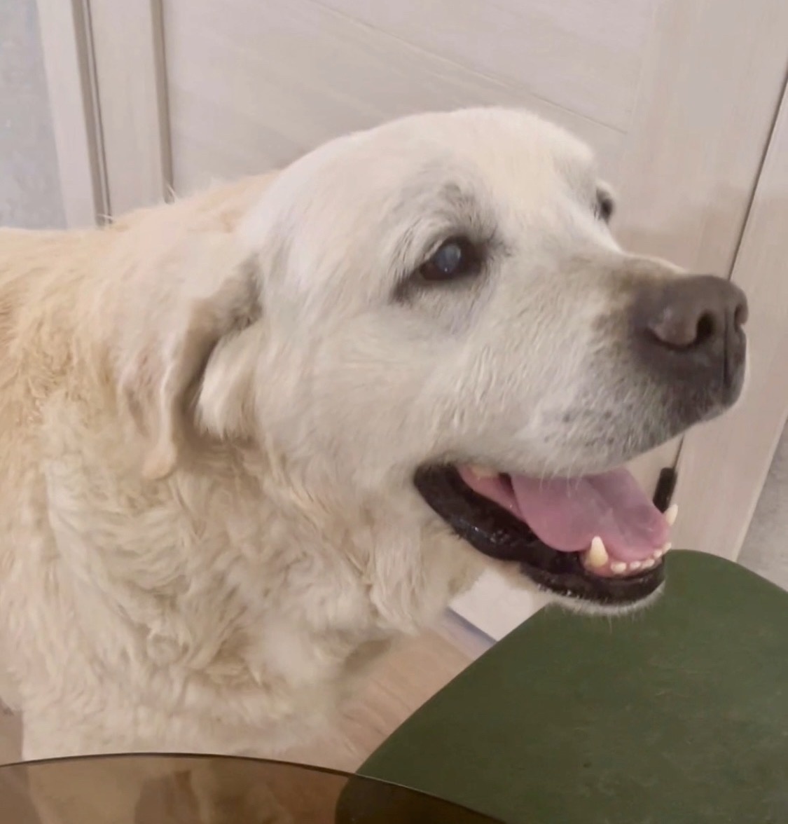 Это наш Леонтий