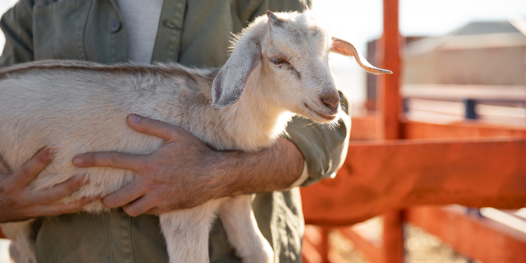 Изъятие скота при карантине 2026 законно ли?