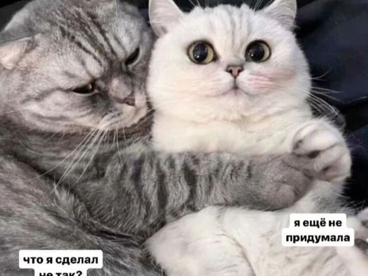 Мемы с котиками для поднятия настроения
