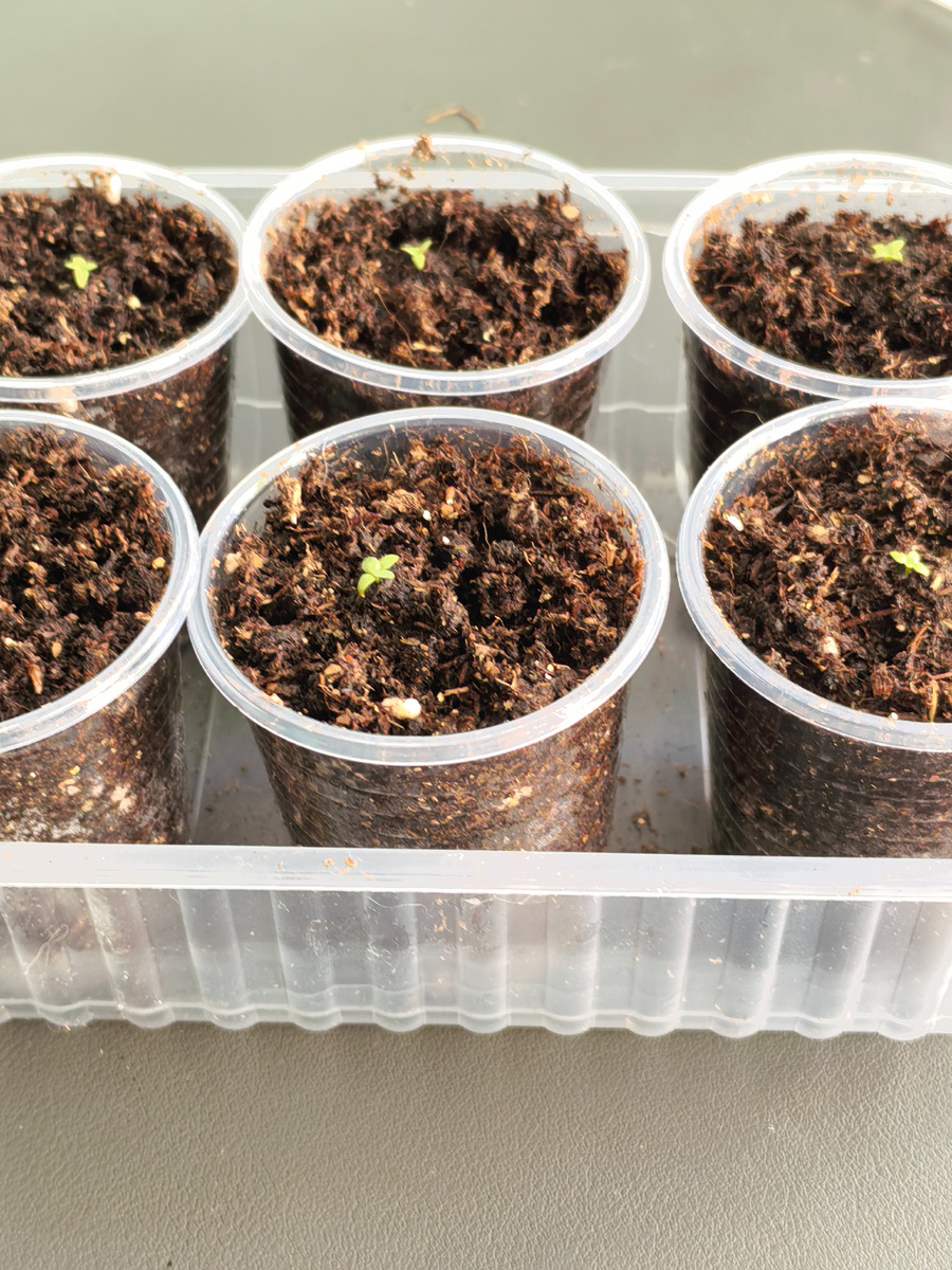 При поливе снизу виден уровень промокания грунта