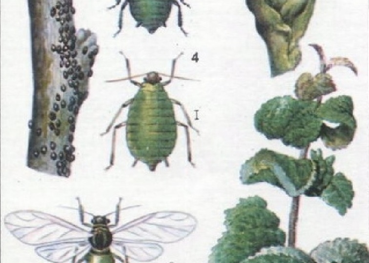 Тля на растениях