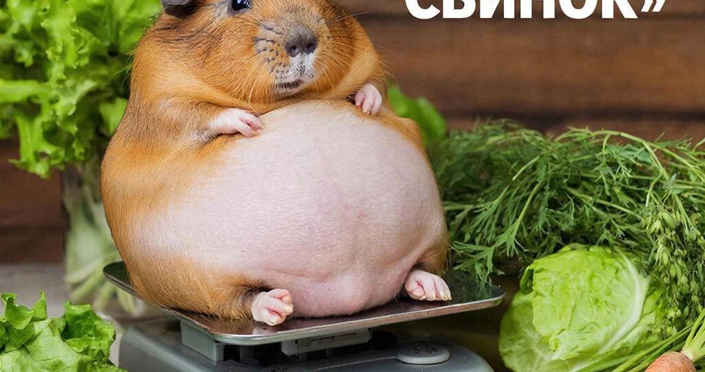 БОЛЕЗНИ из-за ОЖИРЕНИЯ у Морских Свинок