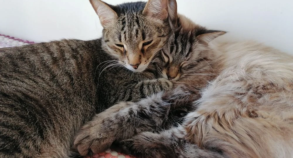 23 марта - День ласкового котёнка