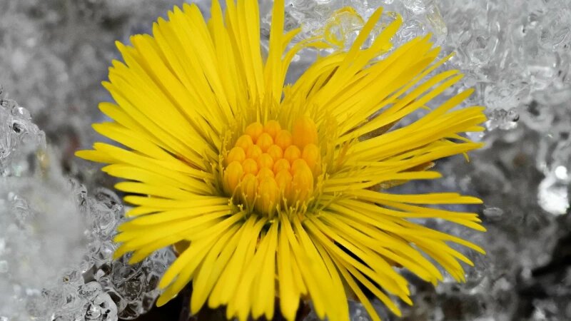     Мать-и-мачеха на Алтае весной. Роман и Татьяна Воробьевы