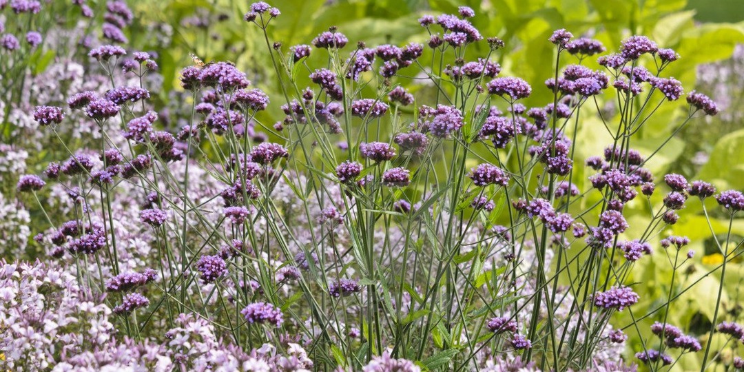 Надеюсь на свежие семена вербены бонарской из Новосибирской области