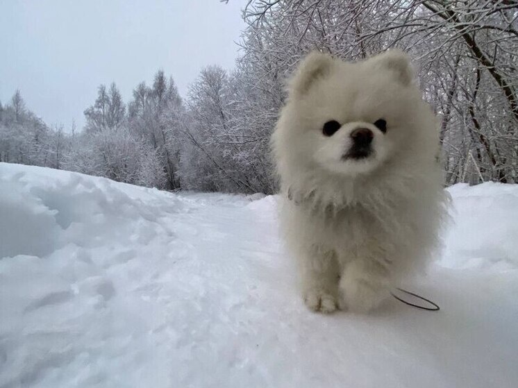     Фото: архив МК в Хакасии