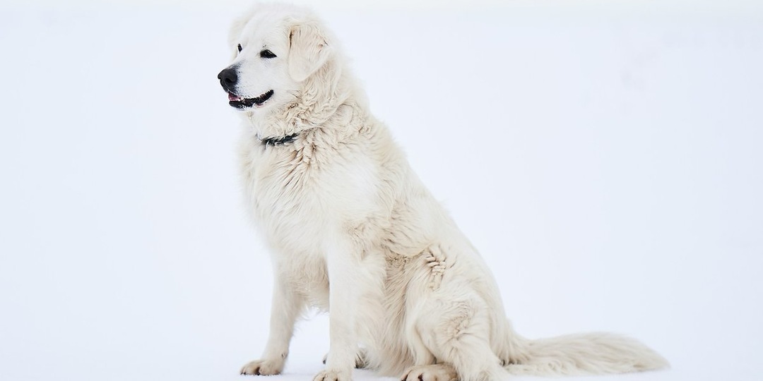 У нее чуть не отмерзли лапы: в Сысерти спасли собаку из колодца