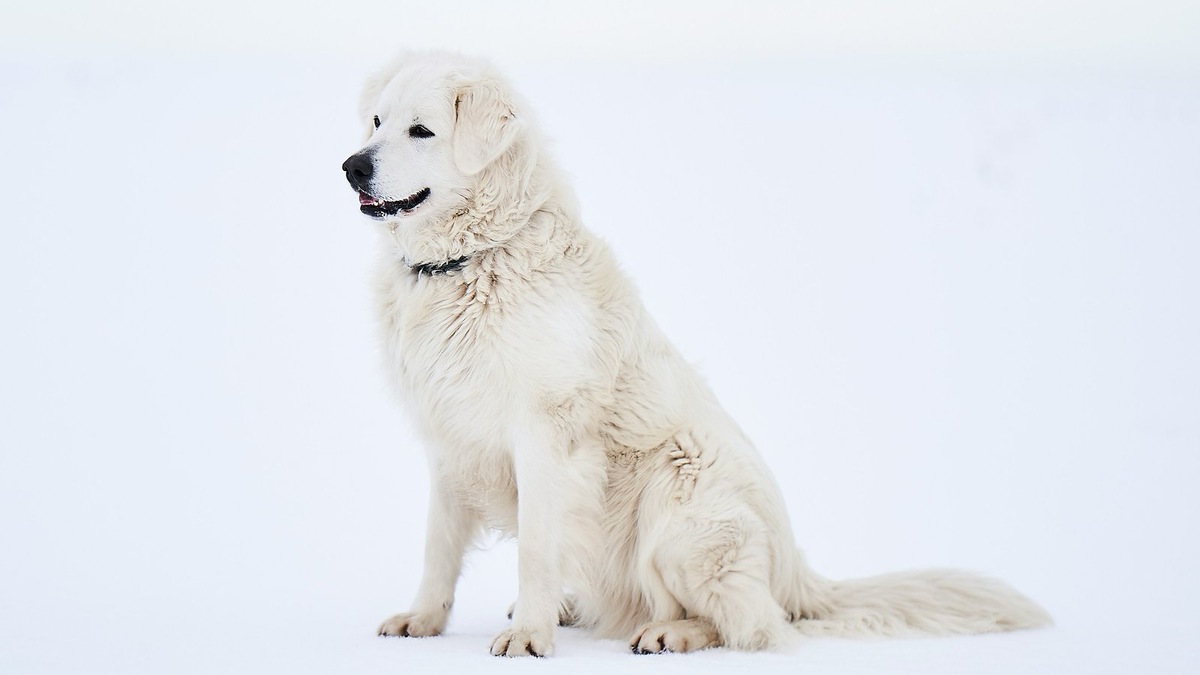    й снег — главная причина, по которой опасный люк оставался невидимым