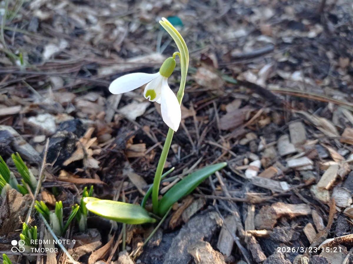 Для обложки статьи