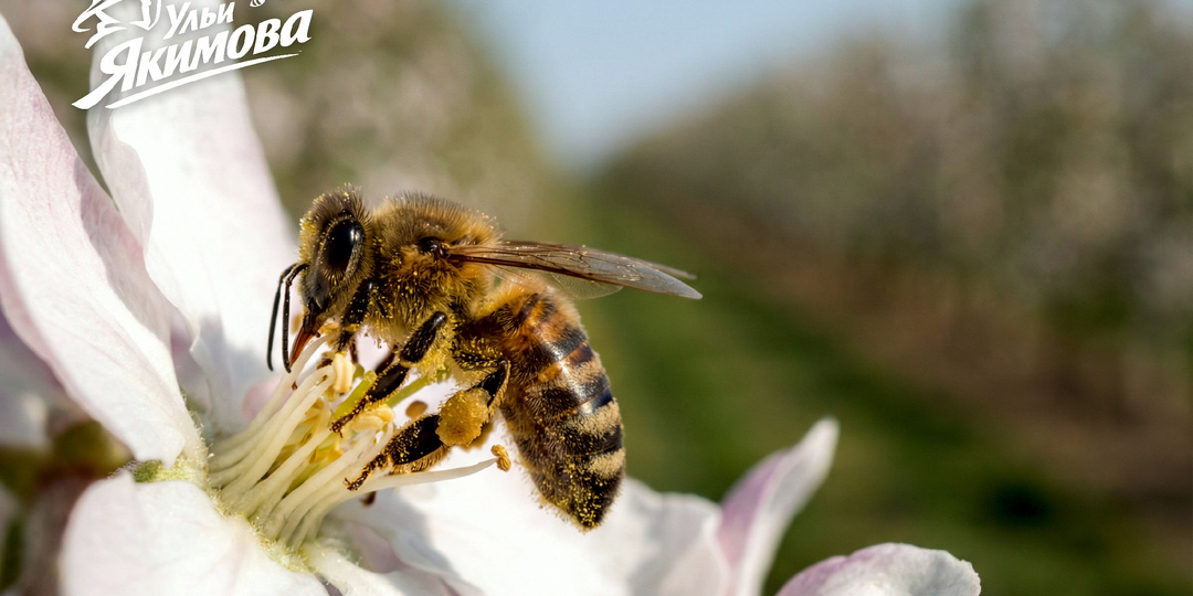 Гибель пчёл снижает урожайность агрокультур России наполовину