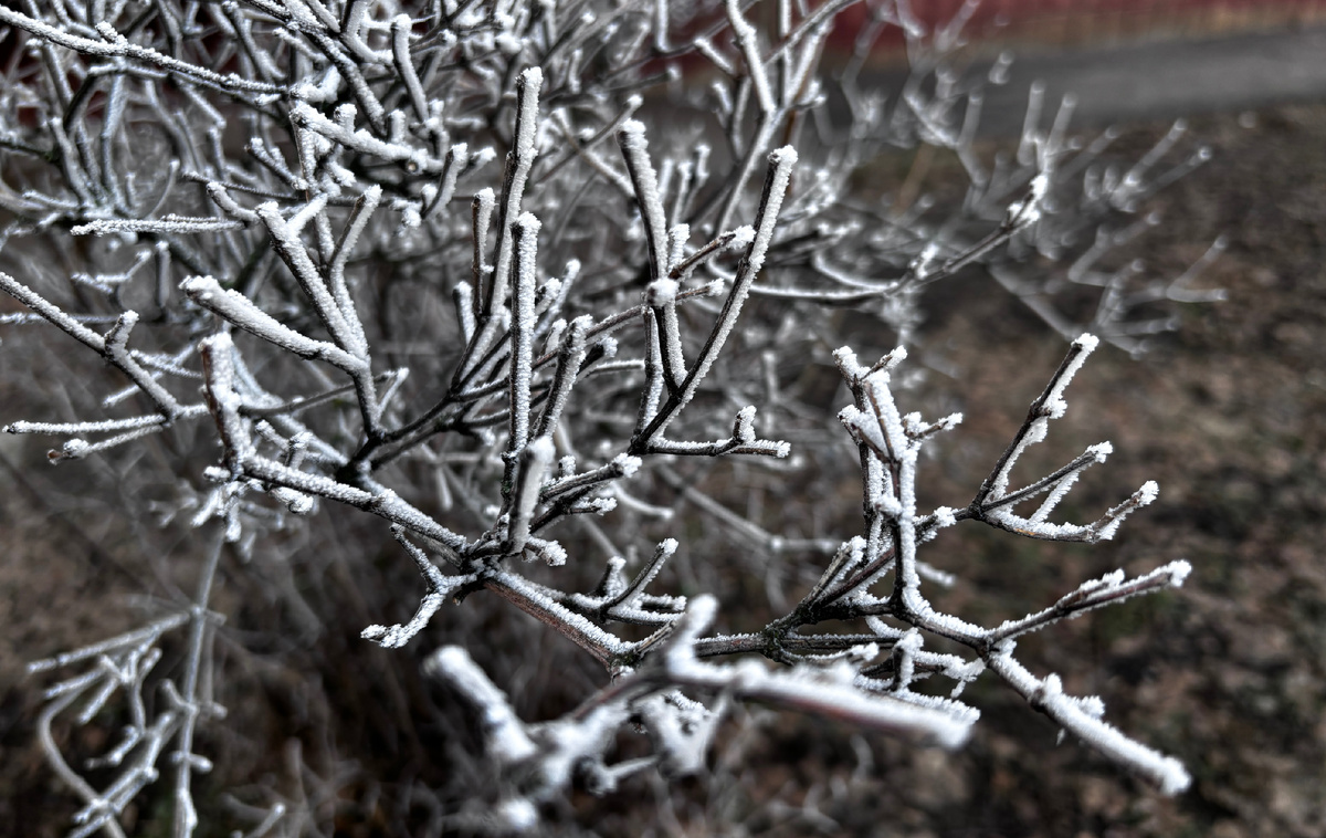 Заиндевелые веточки жасмина.