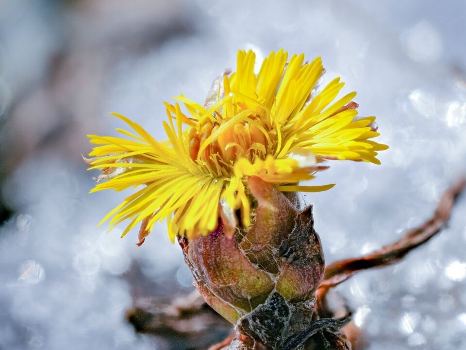    Мать-и-мачеха. Алтайский заповедник. Источник: Алтайский биосферный заповедник/ Роман и Татьяна Воробьевы