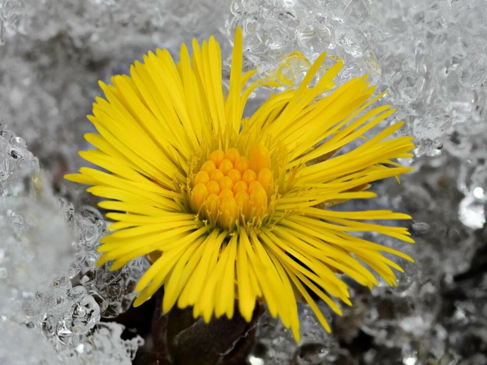    Мать-и-мачеха. Алтайский заповедник. Источник: Алтайский биосферный заповедник/ Роман и Татьяна Воробьевы