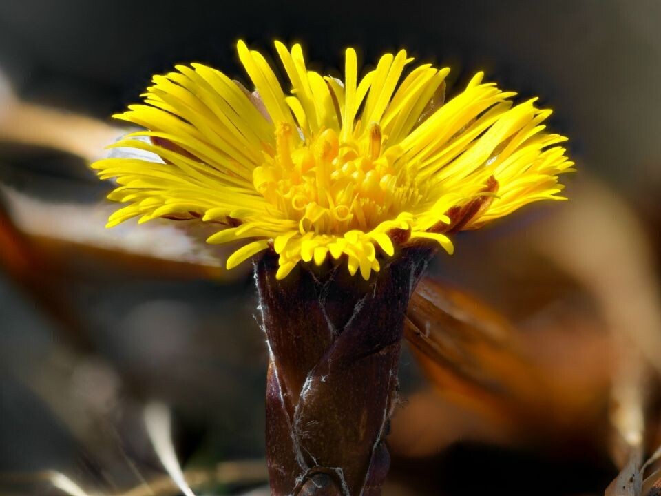    Мать-и-мачеха. Алтайский заповедник. Источник: Алтайский биосферный заповедник/ Роман и Татьяна Воробьевы