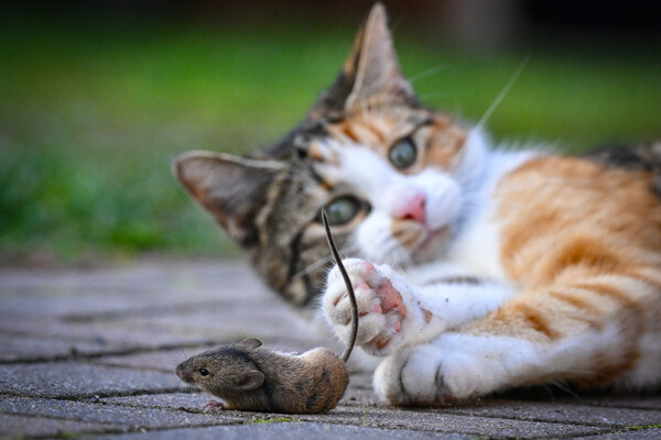 Patrick Pleul/dpa/Global Look Press   📷