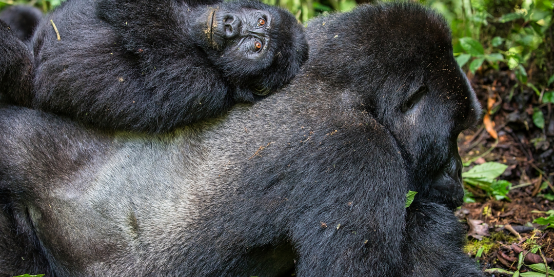 Побывал в семье горилл и понял, что мифы об их агрессивности преувеличены