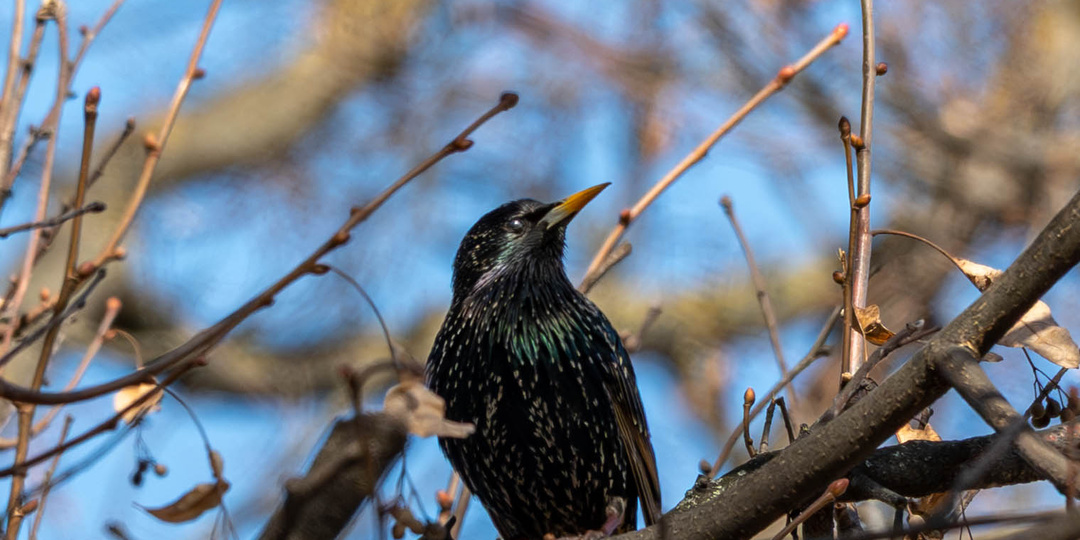 Весна пришла! Скворцы переоделись