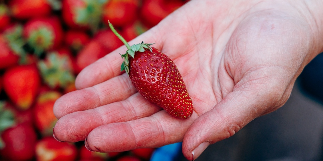 В марте клубника только этого и ждет: 10 г под куст - и урожая в 3 раза больше, ягоды крупные и сладкие