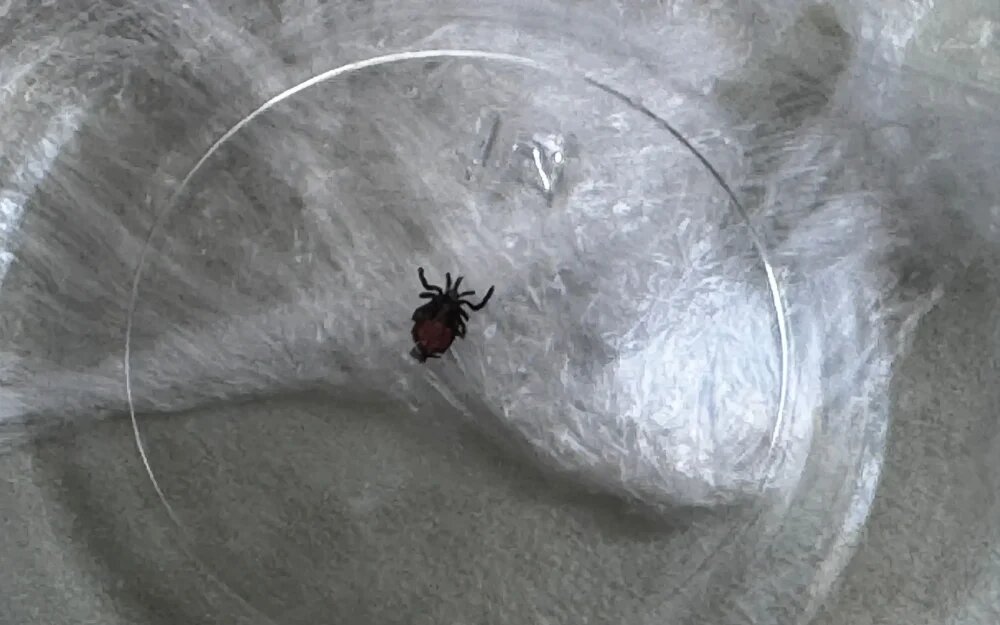    Фото: "Брянские новости"