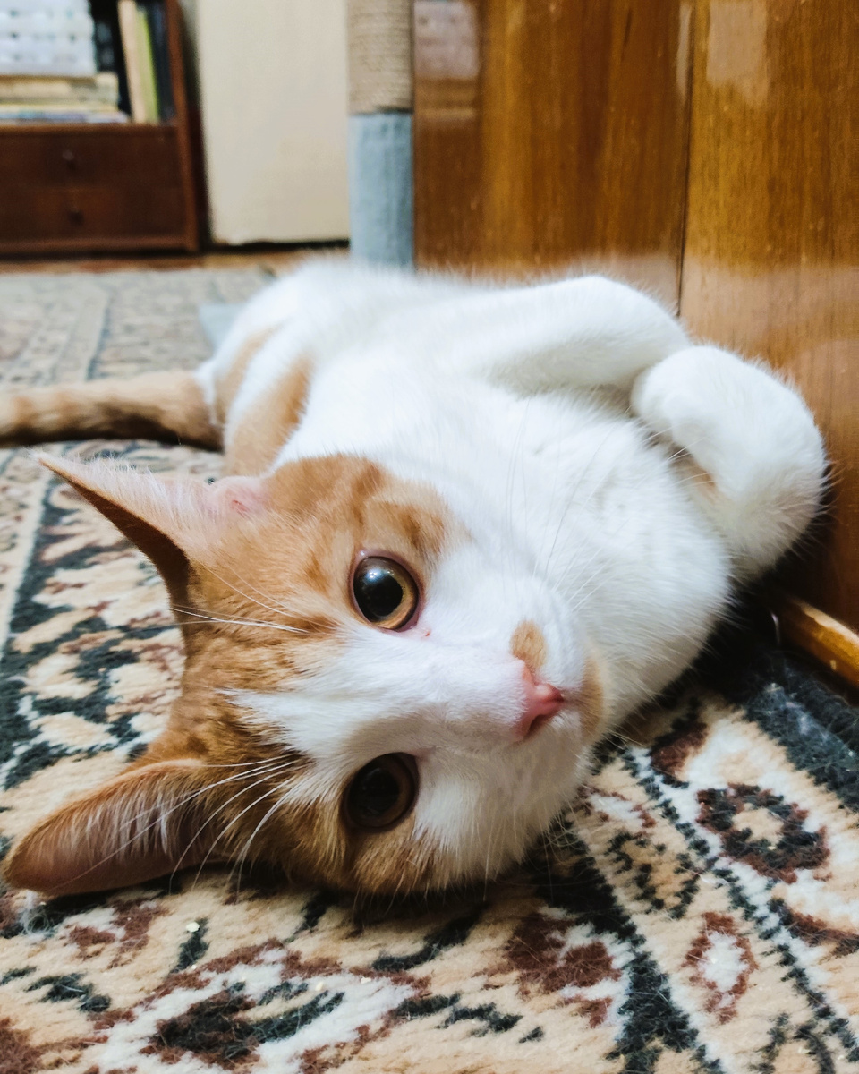 фото автора: шерстяной помощник Чон