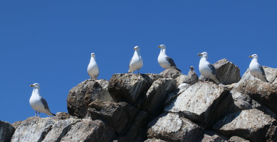    Фото: НИА "Экология"