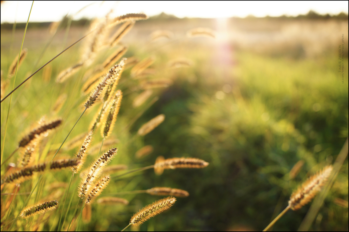 Здесь целый 8 фотографий, полистайте мою "целую маленькую жизнь", прожитую за 15 минут, пока варилась гречка >>>