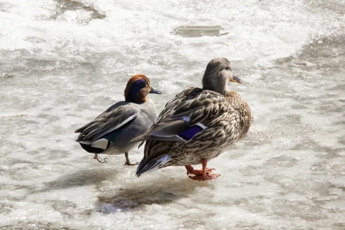    Туляки с волнением наблюдают за любовью кряквы и чирка