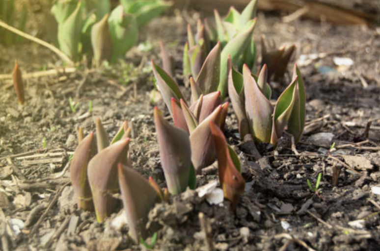 Рассказываю, что нужно обязательно сделать с Тюльпанами после появления ростков, чтобы цветы были крупнее, ярче, цвели обильнее и дольше