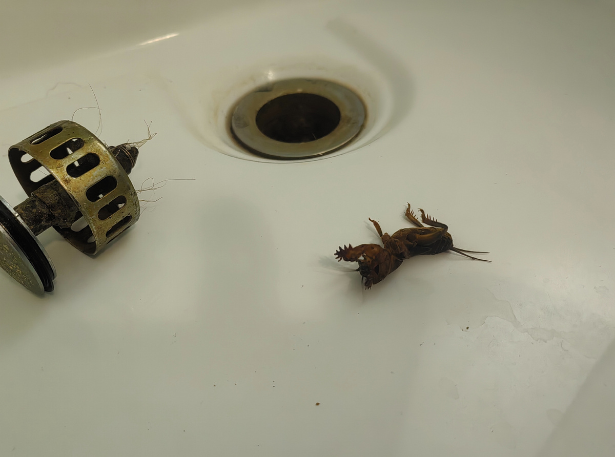 Одна особь забралась к нам в душевую кабину. То ли через трубу залезла, то ли в окно влетела. Орала я громко.