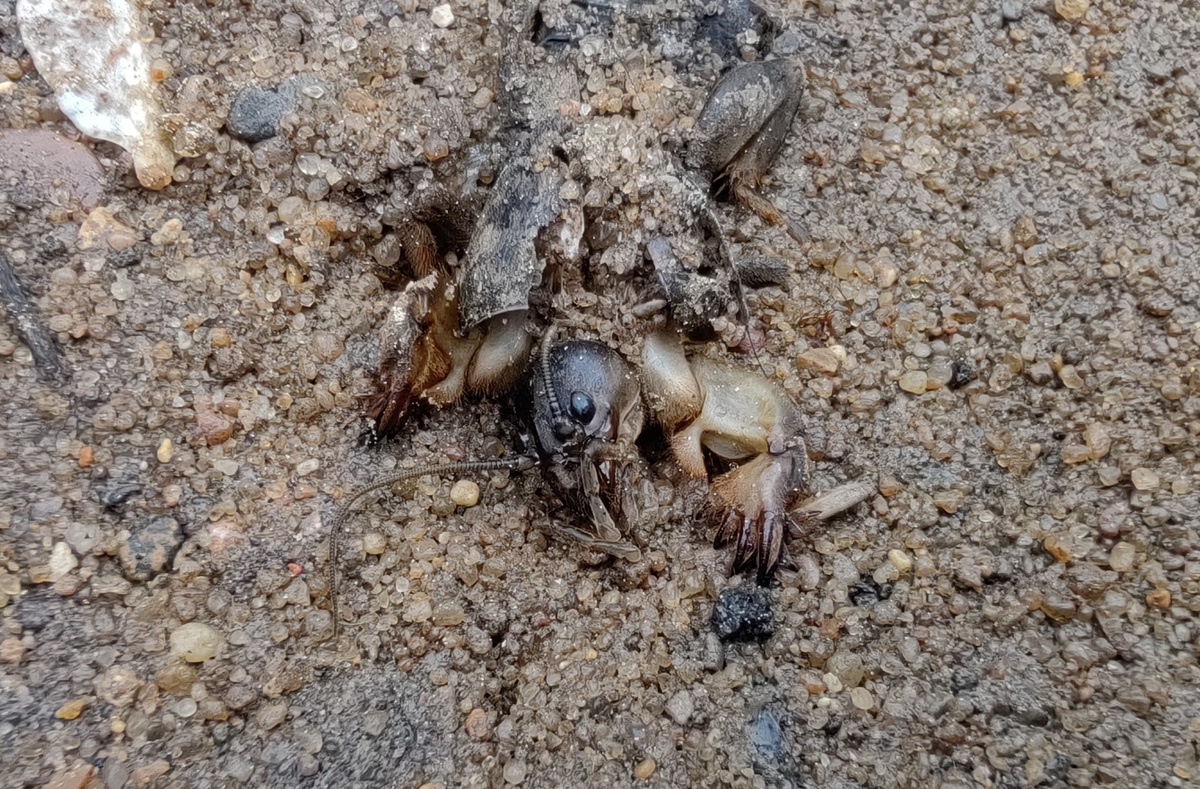 Не повезло...