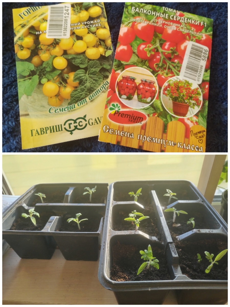 Томаты балконные. 