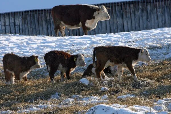 В Новосибирской области пастереллез отступил, но в пяти селах готовят меры поддержки для потерявших скот